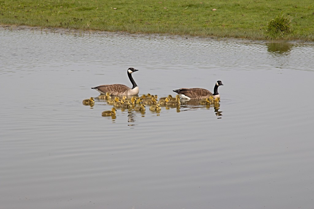 dintelse gorzen natuurgebied natuur natuurmonumenten schotse hooglanders brabant de heen landschap hdr